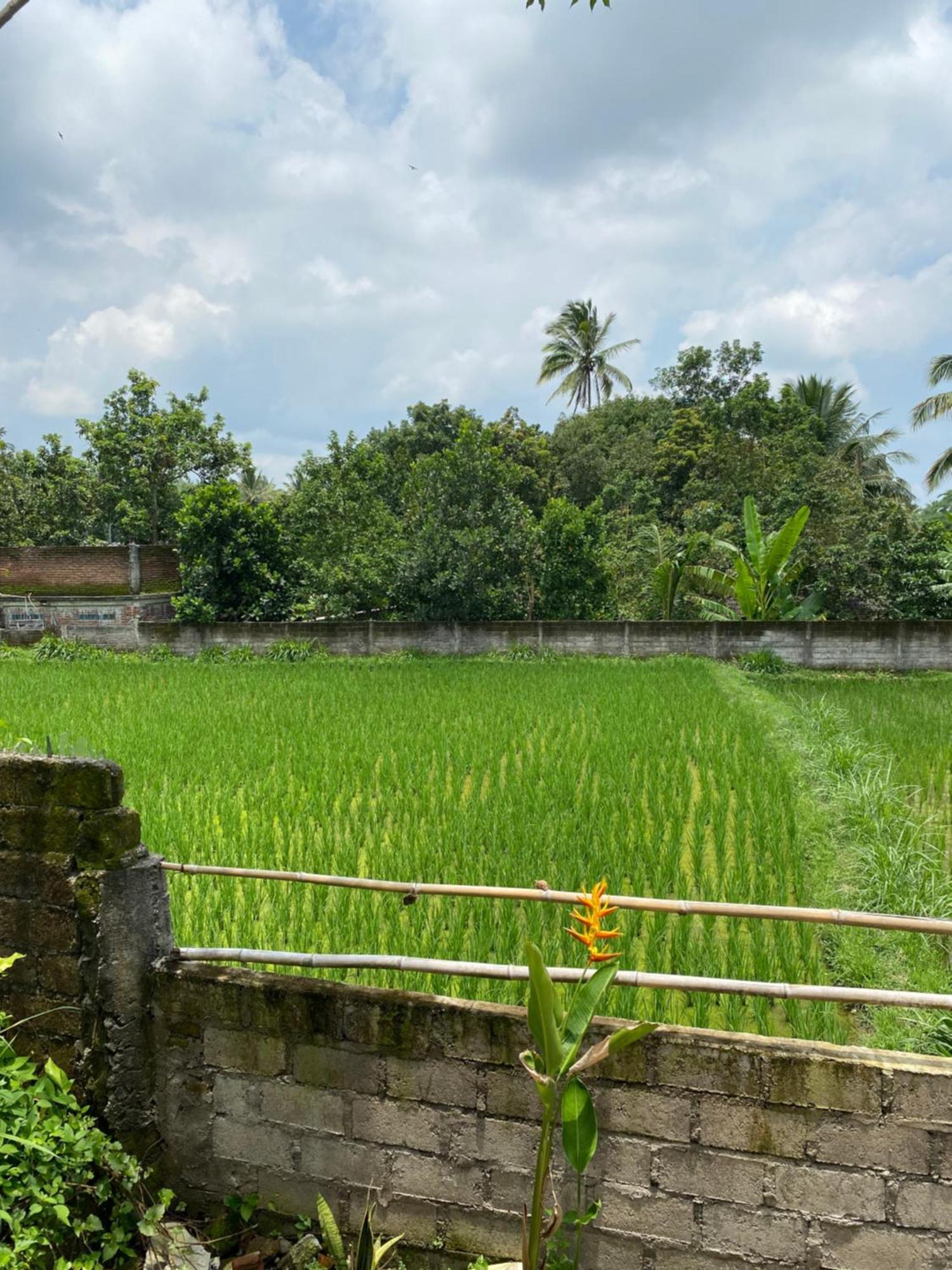 Kembang Kuning Cottages Tetebatu المظهر الخارجي الصورة